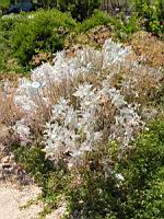 Chrysantheme - Chrysanthemum 'Dentelle d'argent' (en Corse) (01) (Photo F. Mrugala)